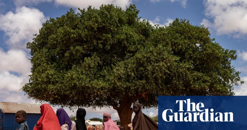 Aid cuts will harm lives and livelihoods in Somalia | Foreign policy