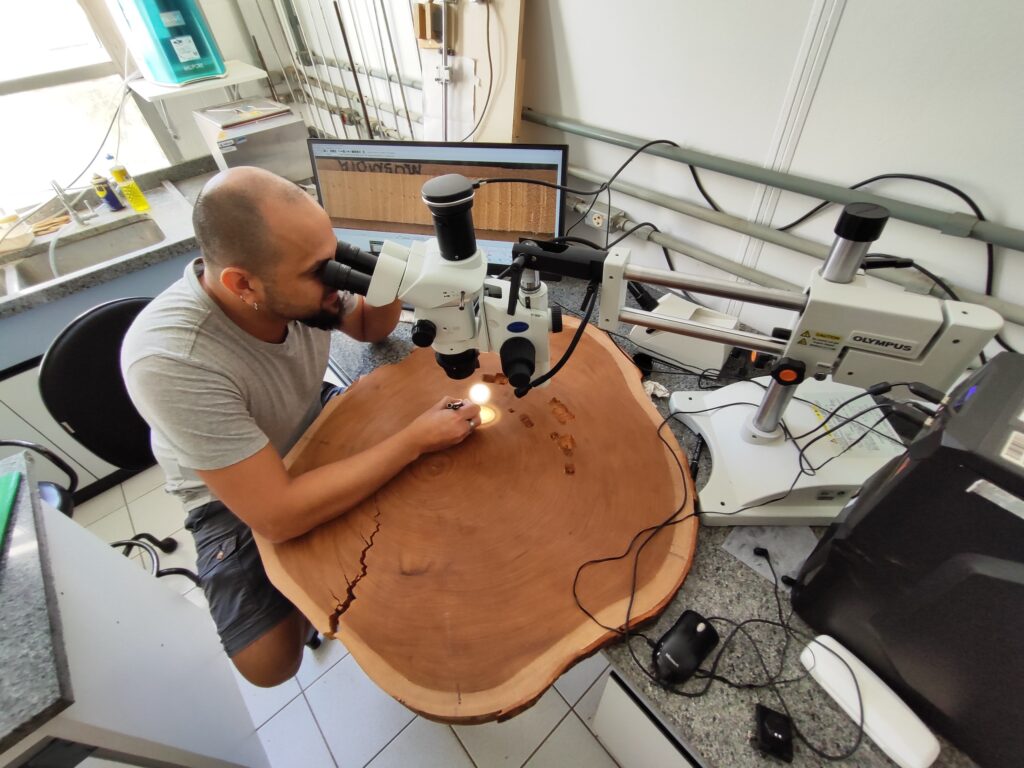 Amazon tree rings reveal more intense drought and rainfall in the rainforest