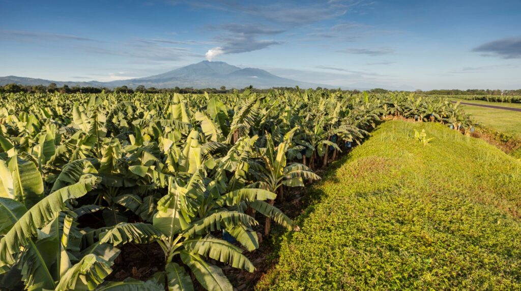Costa Rica banana plantation destroyed protected wetland, complaint alleges