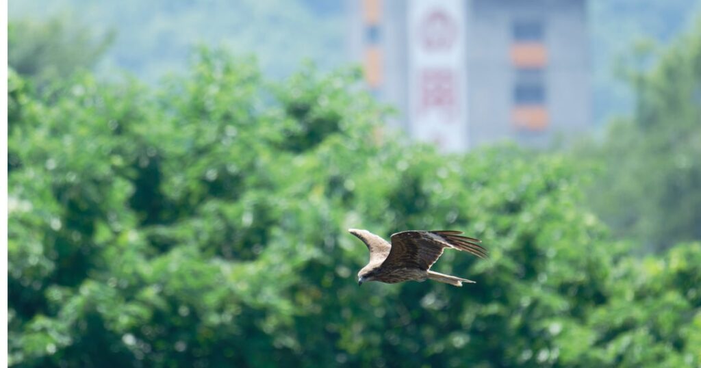 ‘Flying Eagle’ Full-Service Mobile RAT Builder Wings Across China