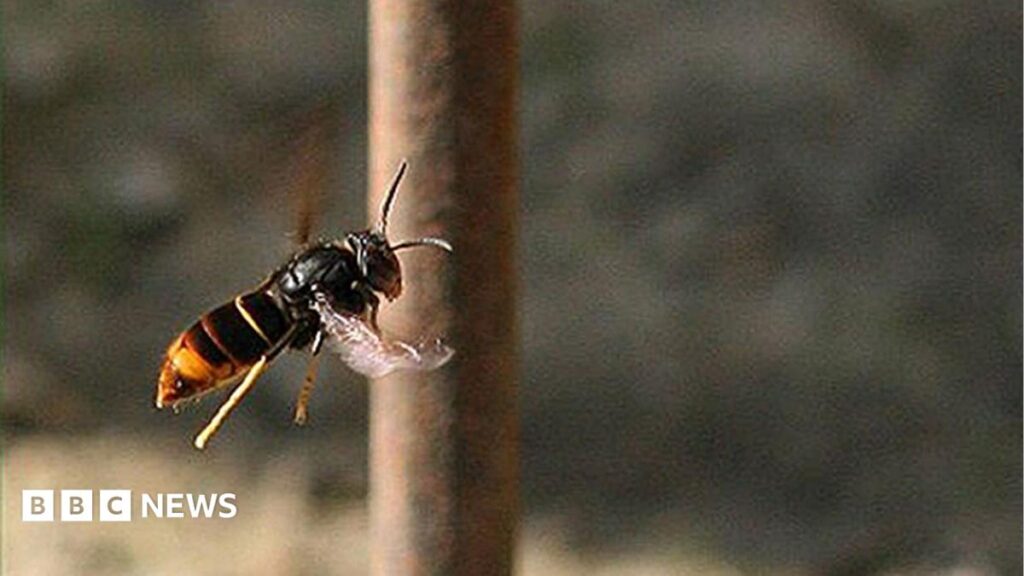 Guernsey residents urged to “track not trample” Asian hornets