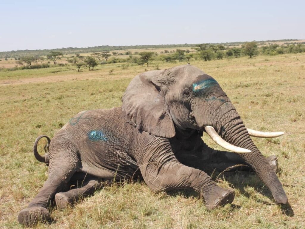 Kenya investigates mysterious deaths of 15 elephants in Amboseli