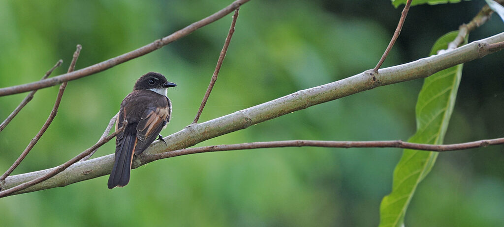 New bird species identified on remote Indonesian island