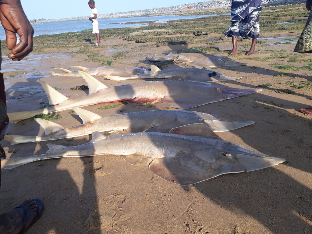 One scientist’s mission to save Ghana’s disappearing guitarfish