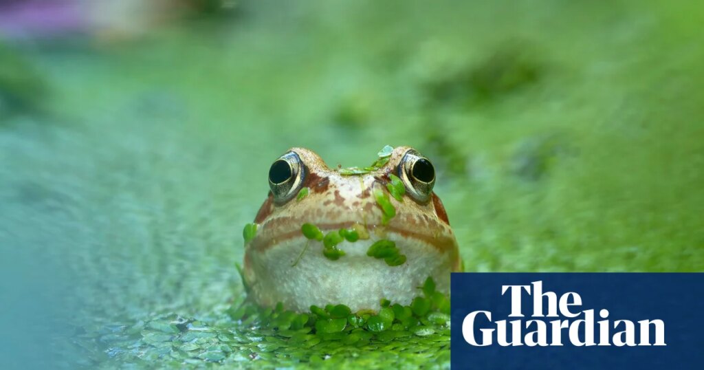 Ponds need more than a drop of protection | Water