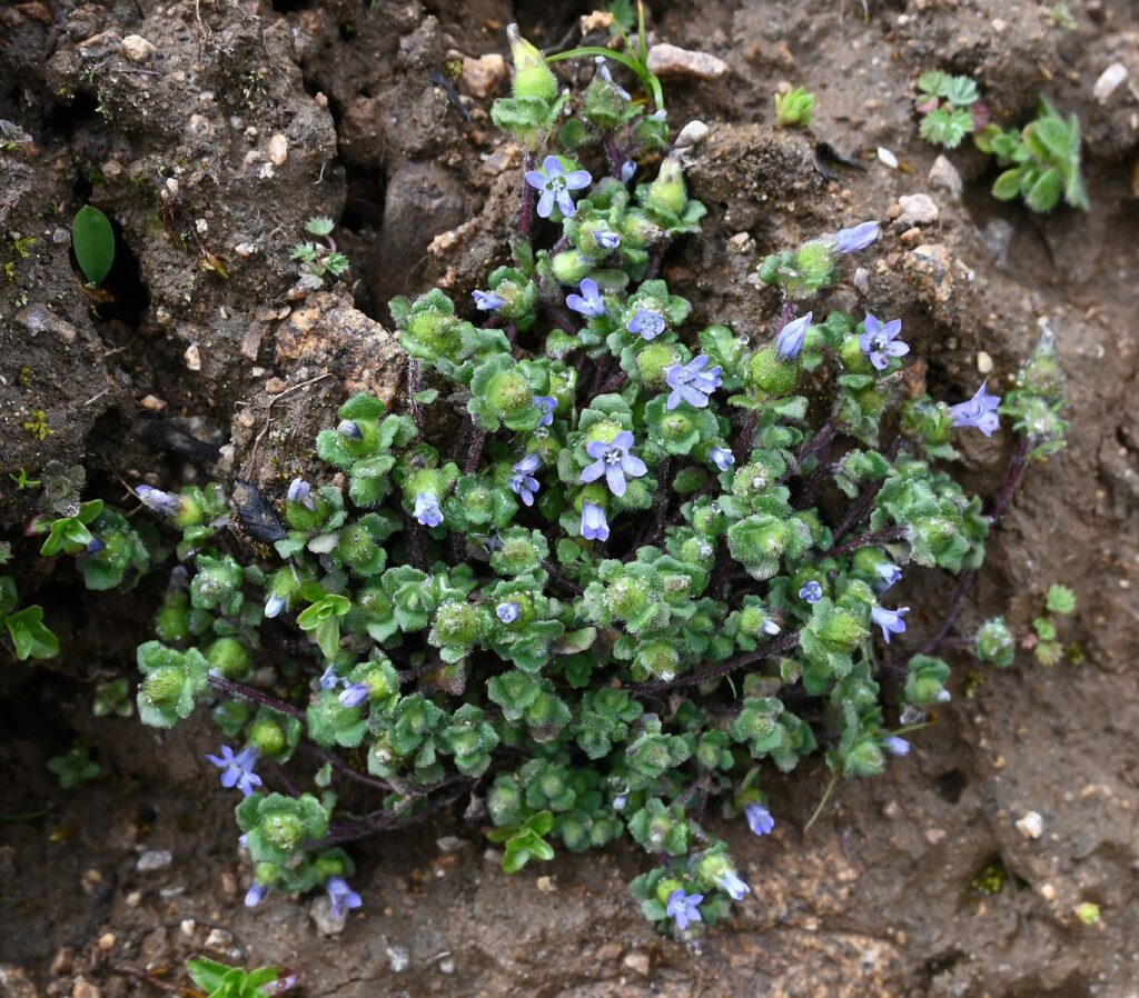 Rare alpine herb confirmed in India after 158 years