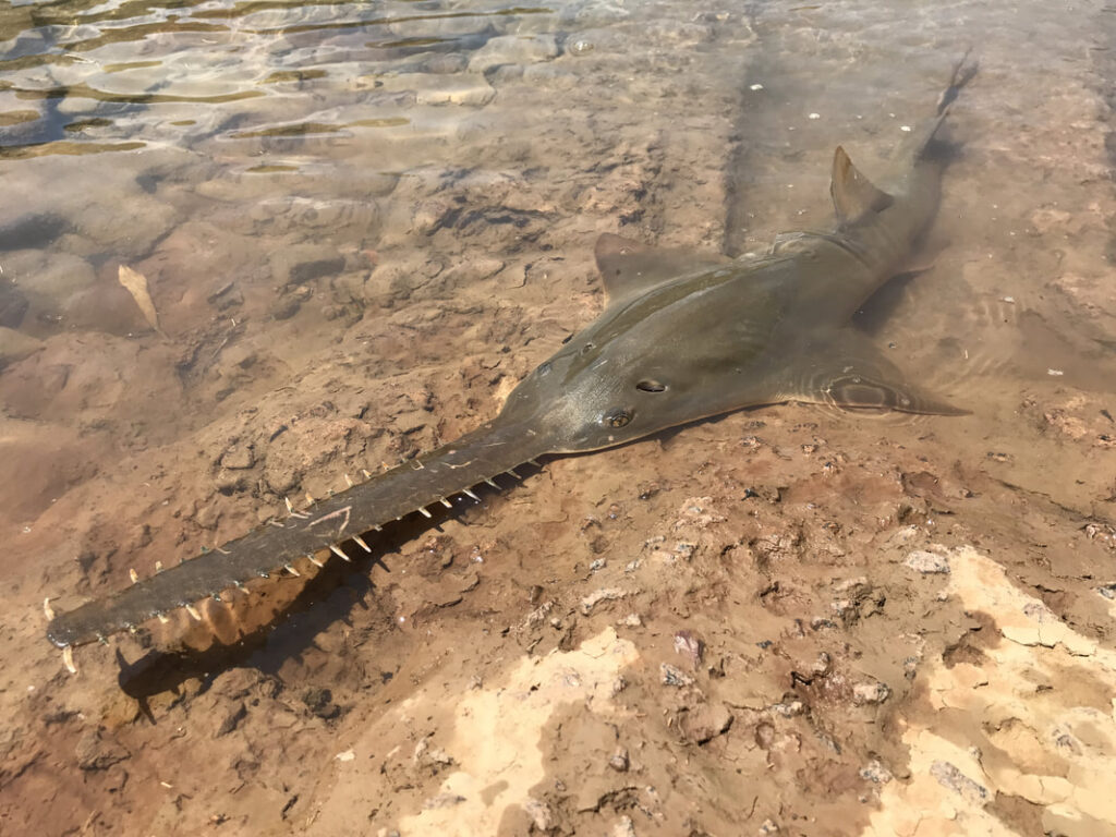Scientists call on countries to act on ‘forgotten’ sawfish teeth trade