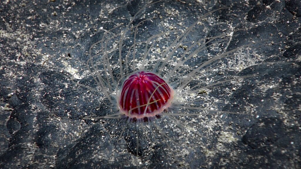UN regulator delays deep-sea mining rules, but extends criticized exploration contract