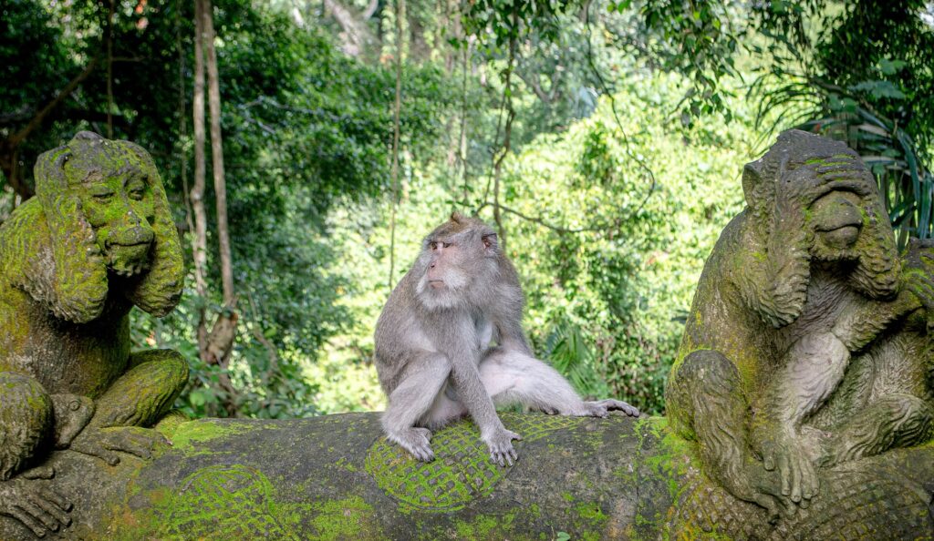US declines to protect endangered monkeys used in medical research