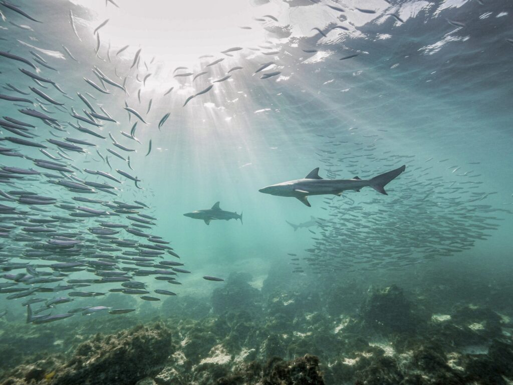 Winners of the annual Mangrove Photography Awards: See the photos