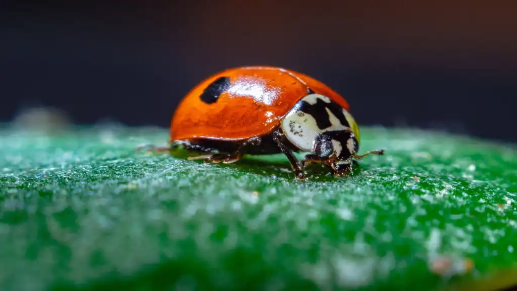 17 old software bugs that took way too long to squash