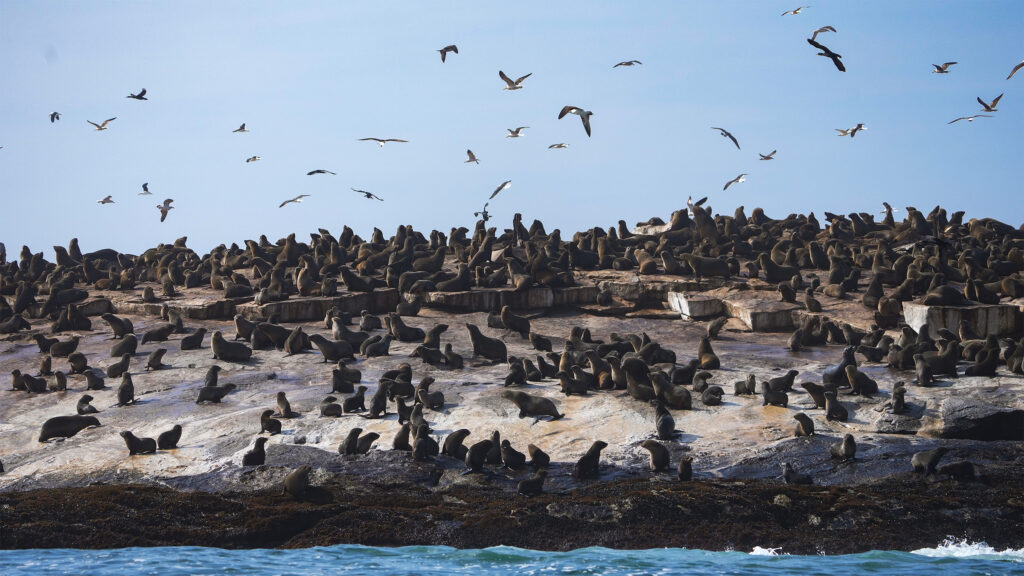 A deadly cross over: In South Africa, rabies moves from land animals to seals