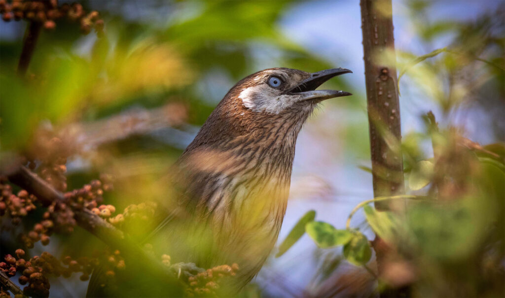 A shy bird found only in Nepal is waiting for the world to notice