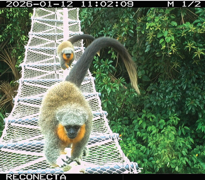 Amazon canopy bridges enable 15,000 wildlife crossings without a single roadkill