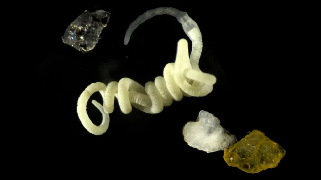 Animals have been eating nature’s original bioplastic for millions of years
