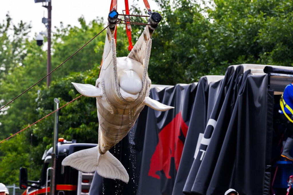 As Canada’s captive belugas arrive in the US, questions linger about their future