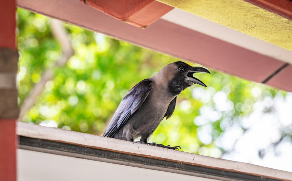 As Singapore culls ‘nuisance’ birds, rapid urbanization continues to fuel an avian boom