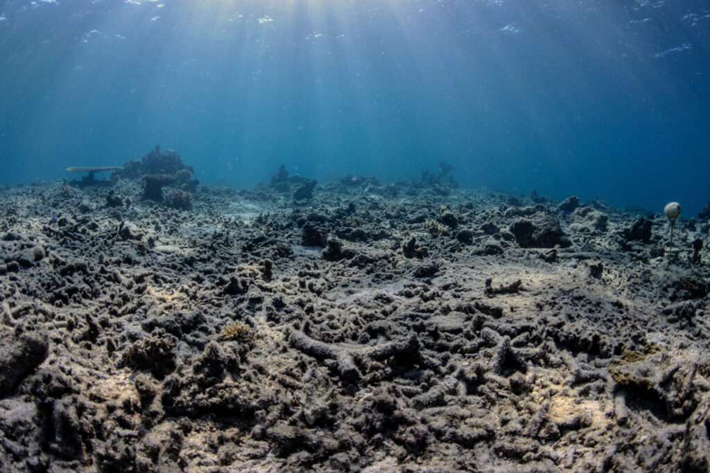 Bomb Fishing Is Reducing Coral Reefs to ‘Rubble’