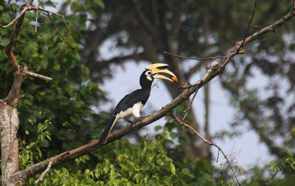 Carbon markets alone won’t keep Southeast Asia’s forests standing, study says