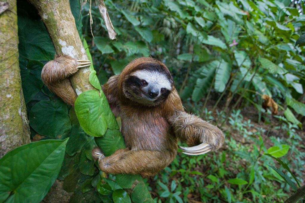 Criminal probe clears Sloth World of criminal neglect in deaths of 57 animals