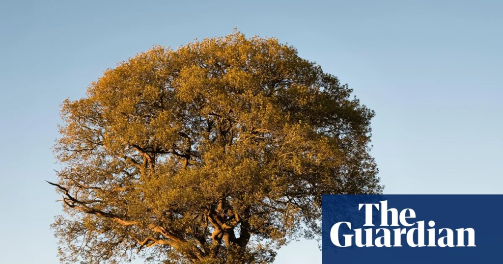 Despite the drought, don’t give up on our native plants | Plants