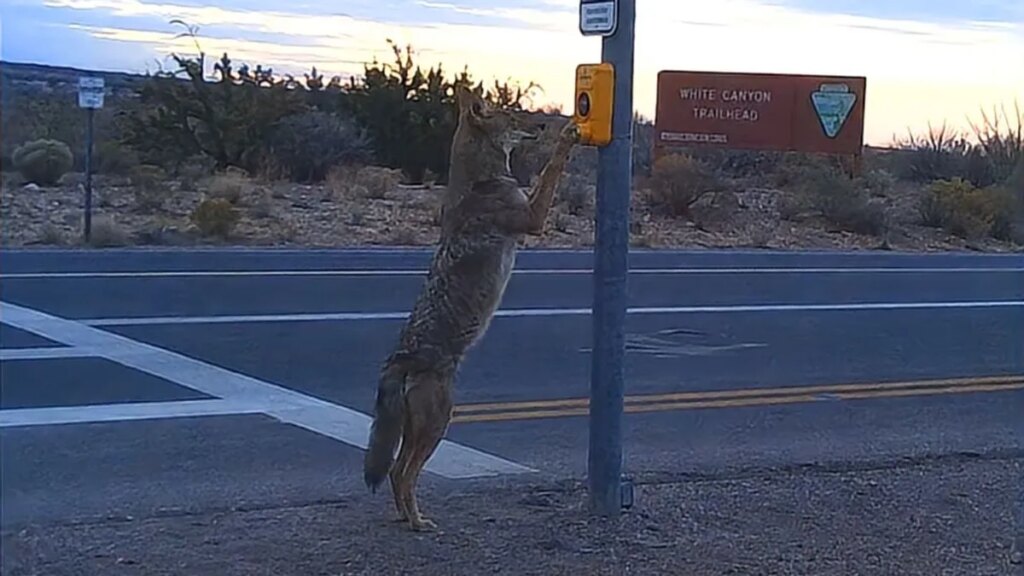 Does image show coyote pressing crosswalk button in Arizona?