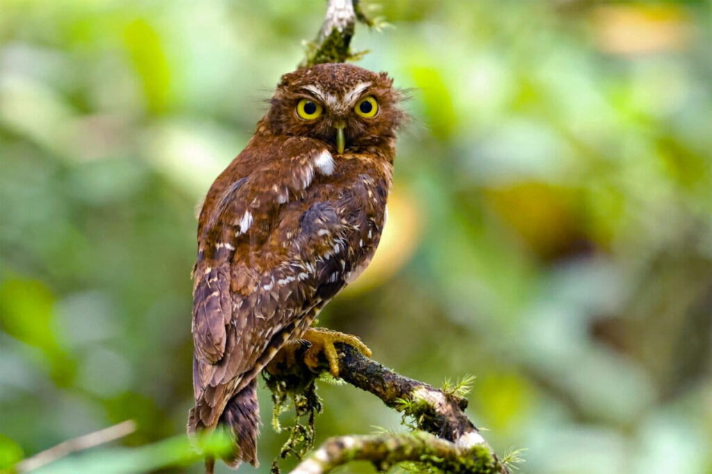 Elders, conservationists race to record fading sacred ties to Philippines’ endemic birds