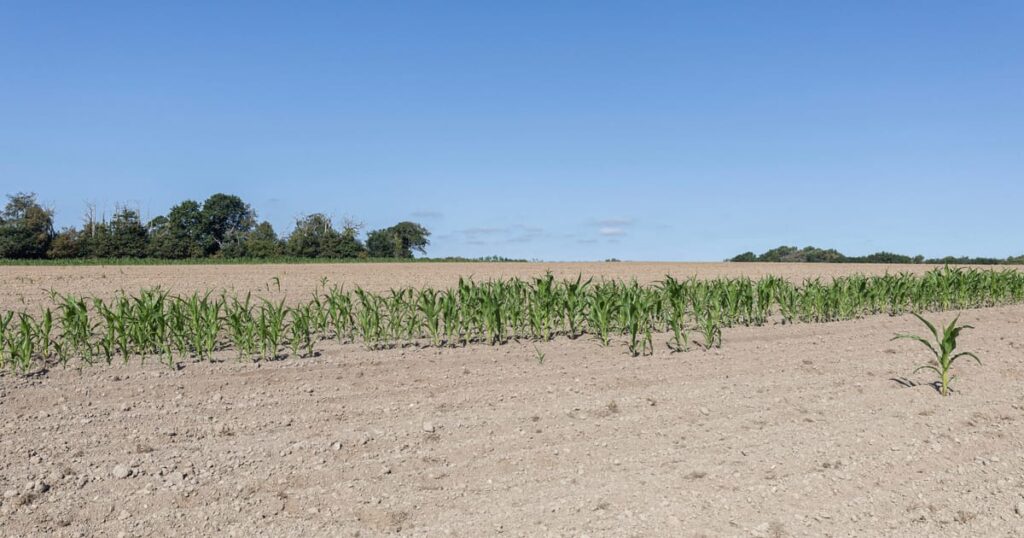 Europe’s scorching summer is erasing its economic growth, says report – POLITICO