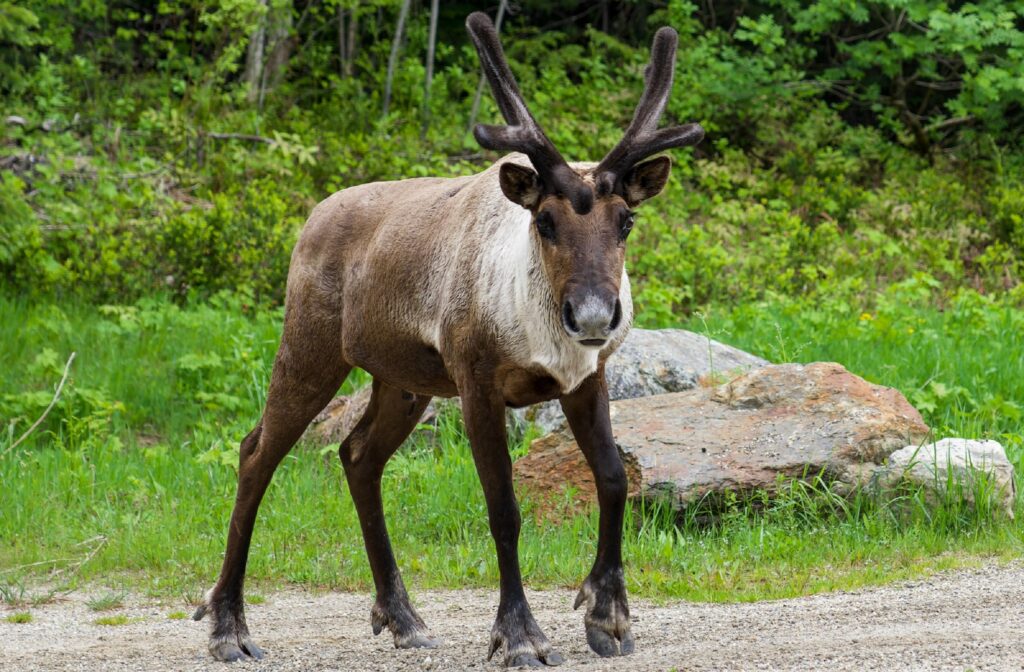 First Nations in Canada call for emergency order to protect southern mountain caribou