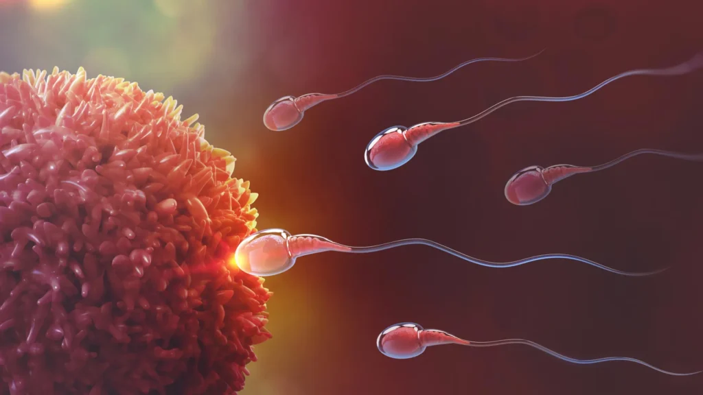 Forget the sperm race: Fertilization may depend on teamwork