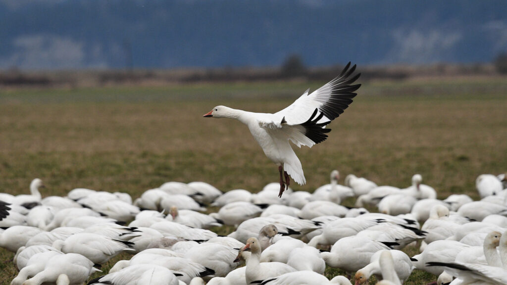 From radar blobs to bird species, AI helps transform migration tracking