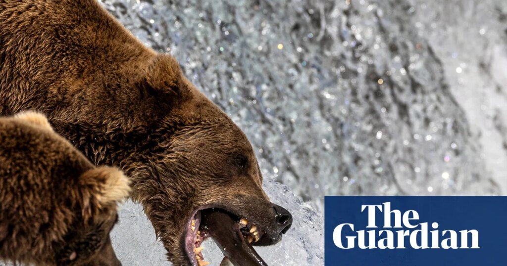 Gorging on bearcam: the livestream of big beasts eating that draws millions | Animals