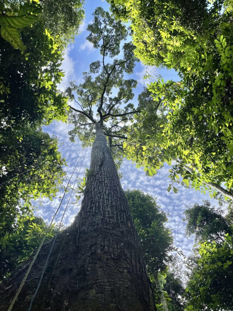 How Borneo’s giant trees defy gravity and old scientific theories