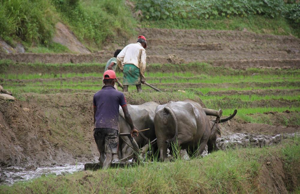 How Sri Lanka’s heirloom rice can preserve Indigenous farming and help manage disease