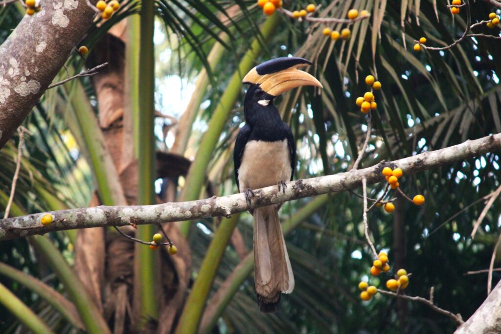 In India, sacred groves serve as vital nurseries for future forests
