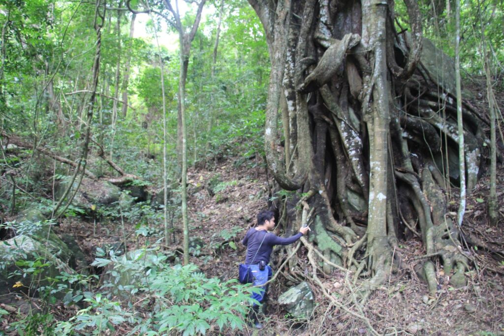 In Manila’s shadow, a forest refuge still shelters rare plants