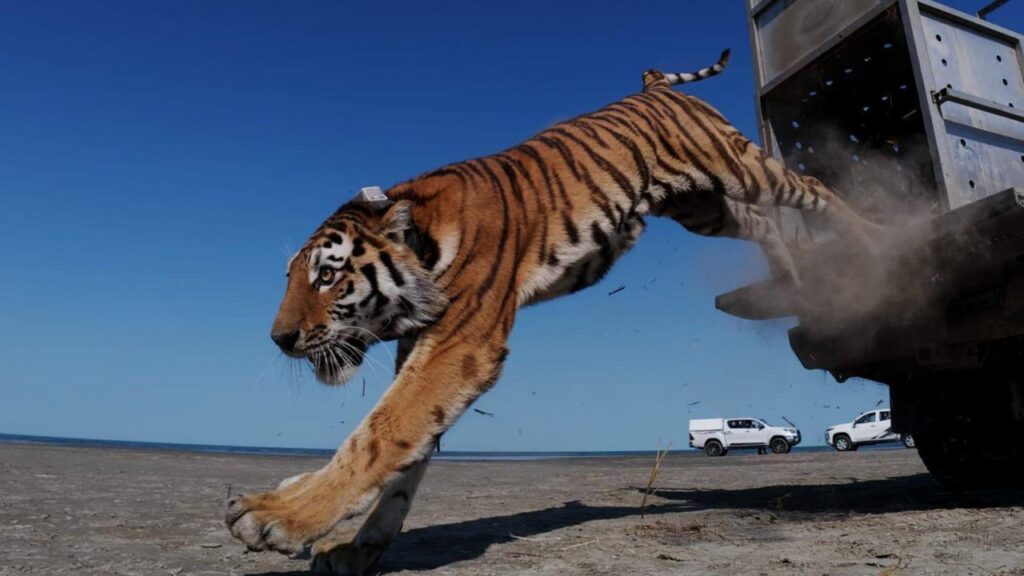 Kazakhstan releases first tiger into the wild in 70 years