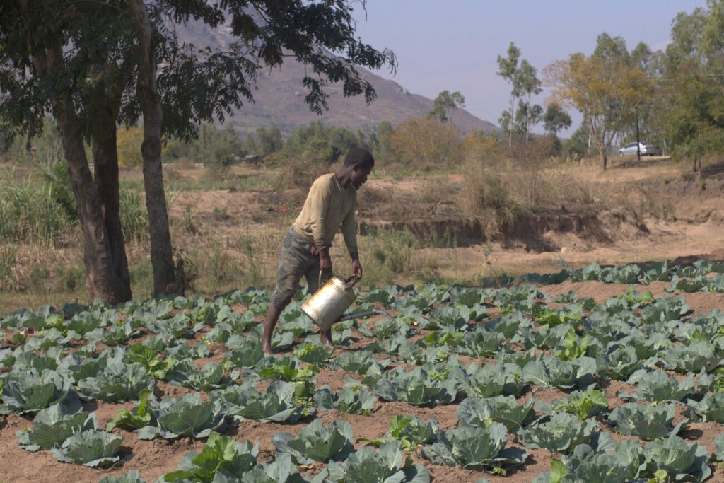 Land crisis and ‘green revolution’ practices trap millions of Malawi’s farmers