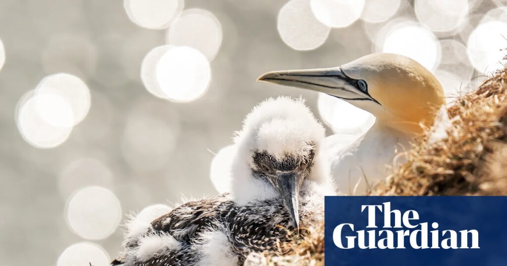 Let local communities be the stewards of their own wildlife | Birds
