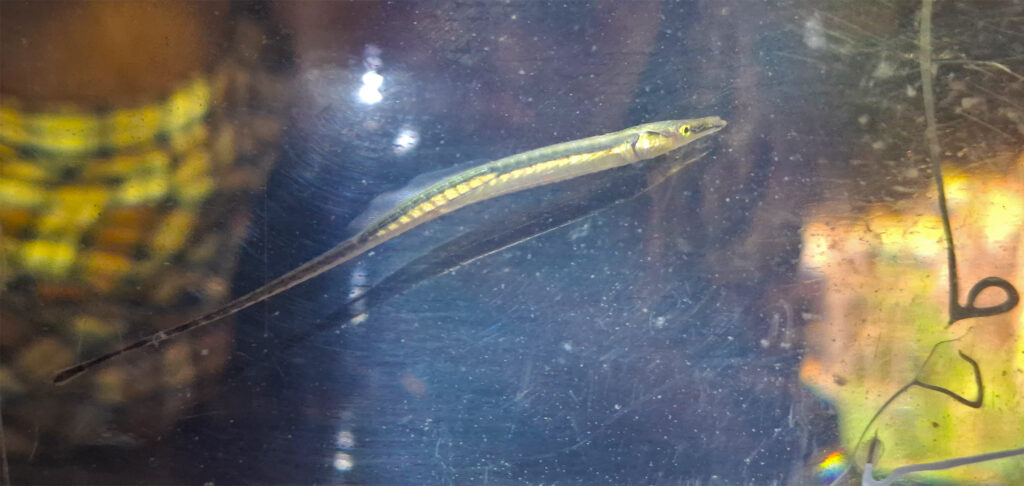 Local knowledge guides rediscovery of spinach pipefish, not seen in four decades