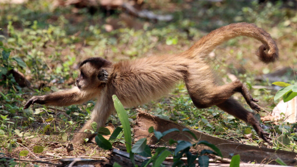 Monkeys hunt small animals when fruit is scarce