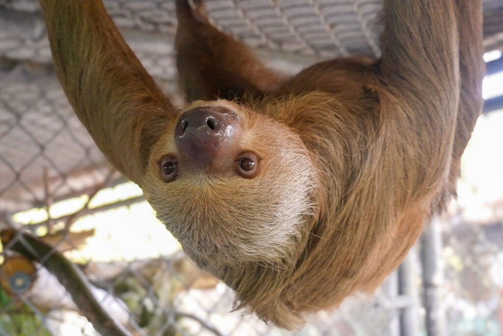 More than 50 Sloths Died at a Florida Wildlife Attraction. Officials Say No Crime Occurred.