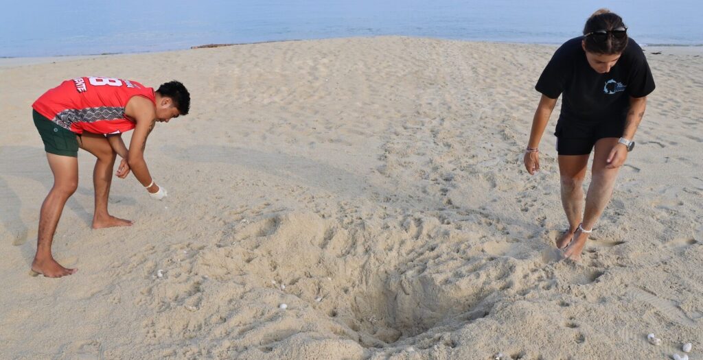 On a Philippine beach, villagers are stepping up to save sea turtle nests