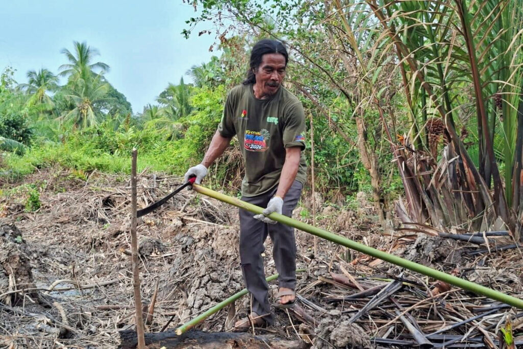 On fragile Sumatran peatland, a farmer fights to bring back lost mangroves