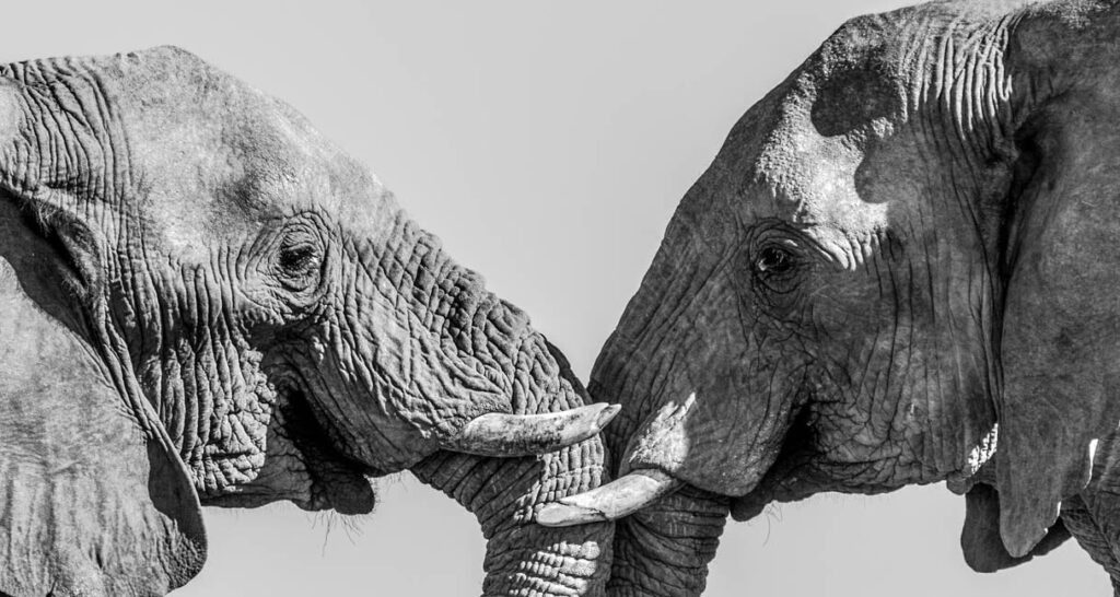 On ivory, follow the trafficking networks and not the headlines (commentary)