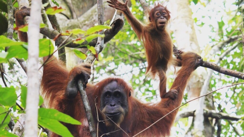 Orangutan Day: Here’s where the three critically endangered species stand