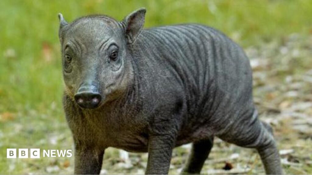 Piglet the size of ‘a grapefruit with legs’ born at Chester Zoo