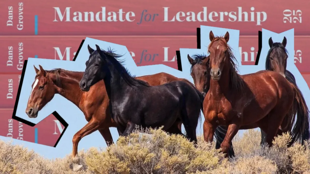 Project 2025 recommended culling wild horses. Here’s why
