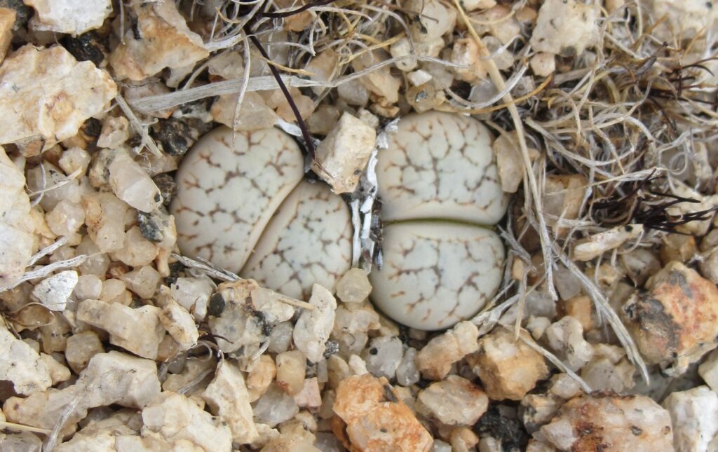 Rare living stone plant, found in a tiny area in Namibia, is critically endangered
