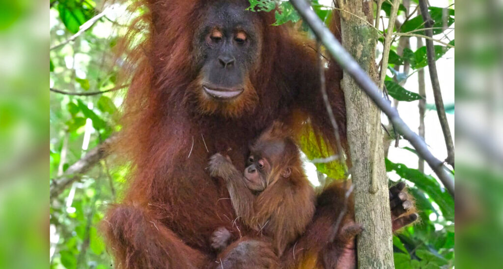 Rescued from traffickers, reintroduced orangutan becomes mother in the wild
